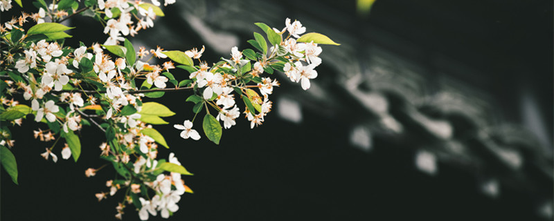 花为什么是香的 花为什么是香的,因为我