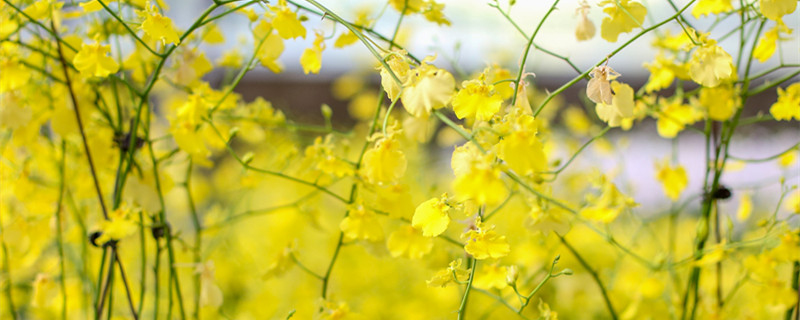 石斛兰花语（石斛兰的花语和寓意）