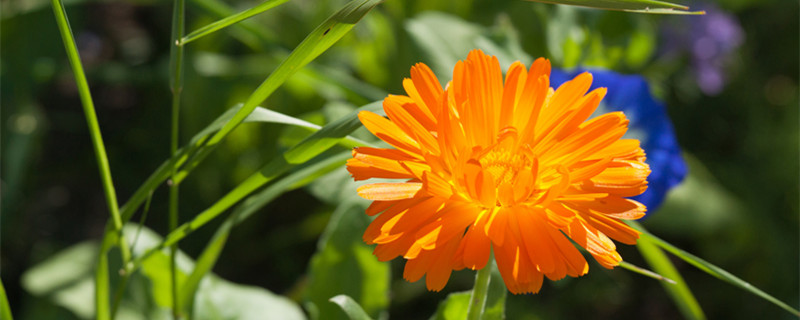 金盏花几点开花（金盏花几点开花(一天）