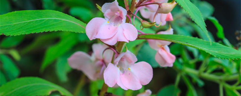 凤仙花的生长周期（凤仙花的生长周期图）