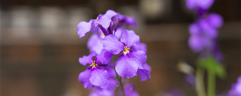 二月兰花语 二月兰花语朋友圈