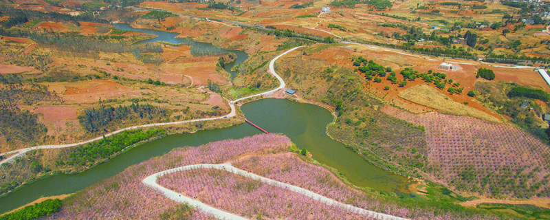 红土适合种什么植物（红土适合种什么植物没有毒的）