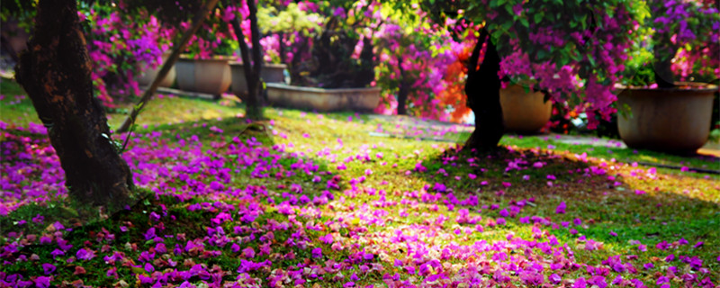 爬墙花卉有哪些（四季爬墙花卉有哪些）