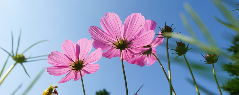 波斯菊怎么打顶摘心 波斯菊摘心能摘掉花蕾吗