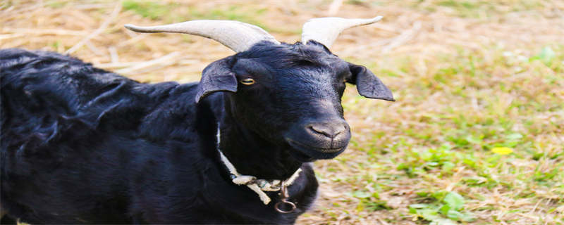 黑山羊养殖技术（黑山羊养殖技术大全）