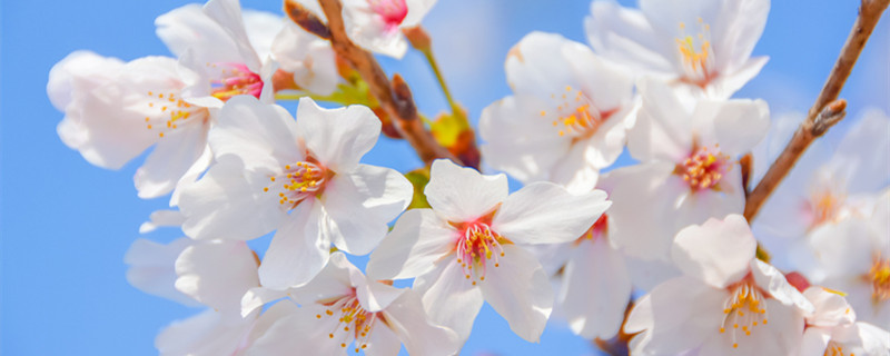 日本樱花季节（日本樱花季节从哪里开始北上）