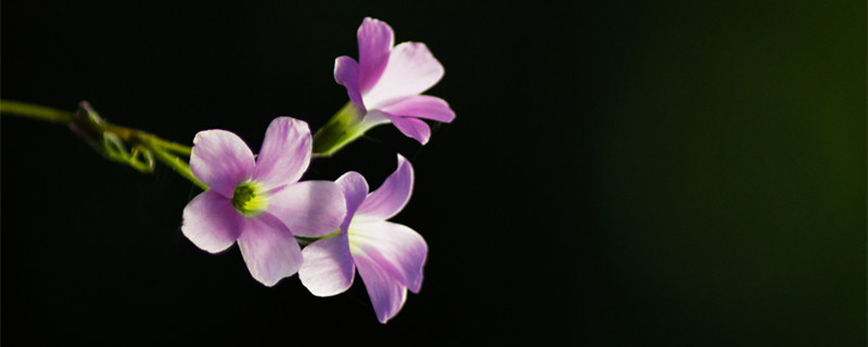 紫叶酢浆草的养殖方法和注意事项（紫叶酢浆草能在室内养吗）