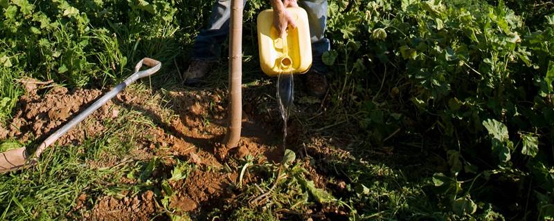 移栽植物时根部带泥土的主要目的是 移栽植物时根部带个土坨的目的是