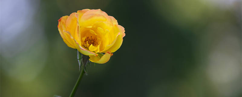 月季花是哪个城市的市花? 月季花是哪个城市的市花区花?