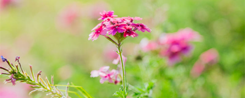 龙吐珠一年四季都开花吗 龙吐珠花期在几月份开