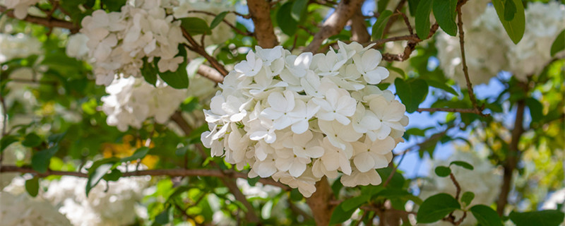 白色绣球花的花语（白色绣球花的花语是什么）