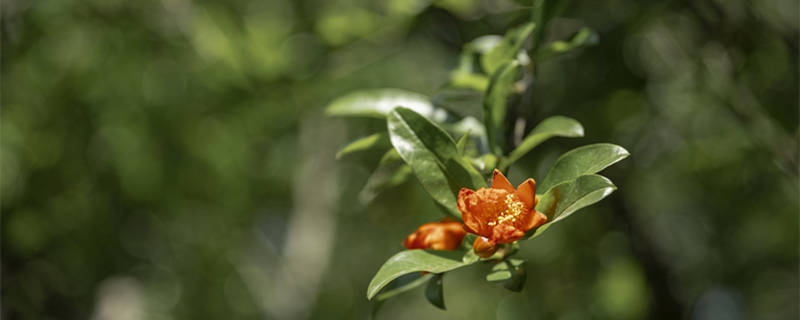 石榴花在哪个季节开放（石榴开放在什么季节的花）