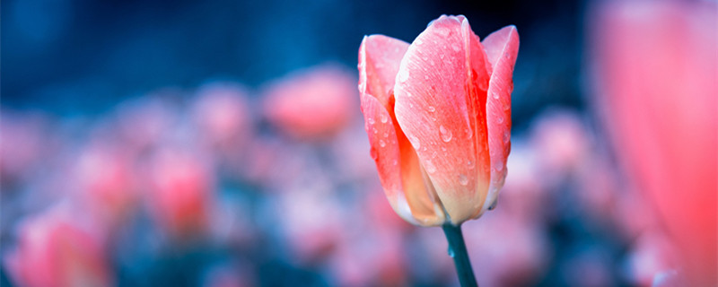 粉色郁金香的花语和寓意 粉色郁金香寓意和象征意义