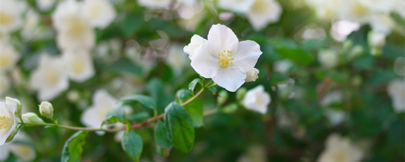 花卉养殖方法（花卉栽培技术）