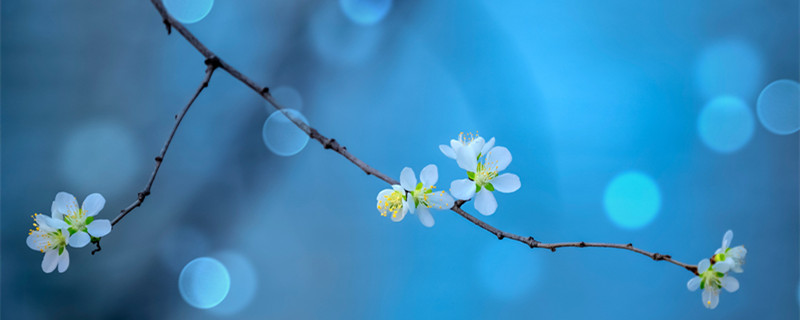 桃花什么时候开花（梅花什么时候开花）