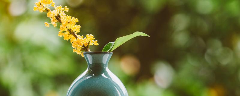 银星换盆时间，金银花什么时候换盆（银杏什么时候换盆）