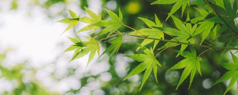 苋科植物有哪些，苋科植物有哪些菜（苋菜属于什么科植物）