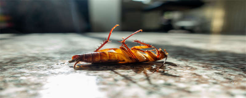 蟑螂吃什么 蟑螂吃什么会死掉