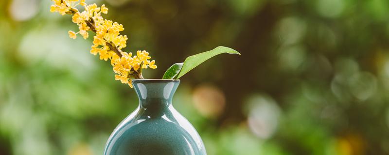 如何确定盆花是否需要水，养花需要什么水