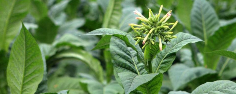 烟叶该如何种植，这五点是关键 烟叶怎样种植
