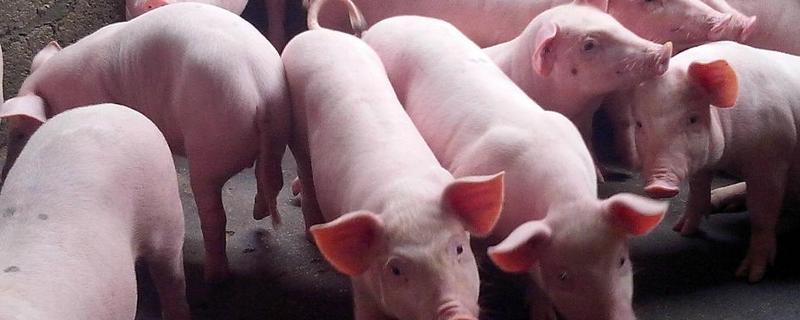 仔猪补栏饲养管理技术，附防范措施 鼓励生猪空栏科学补栏具体措施