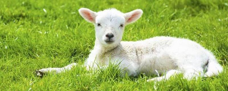 新生小羔羊管理技术，需及时补饲 新生羔羊的管理