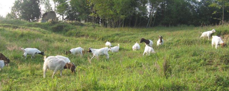 夏季养羊要做好八点，注意防病治病 养羊怎么防病