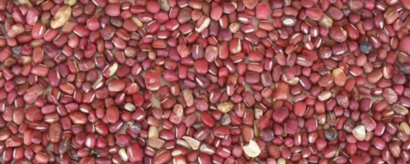 小豆的种植时间，附田间管理要点 大豆田间管理包括哪些措施