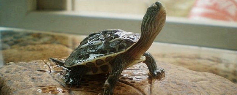 珍珠龟 珍珠龟怎么分公母?