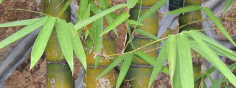 竹子怎么种植，有哪些技术要点（家里竹子的种植方法）