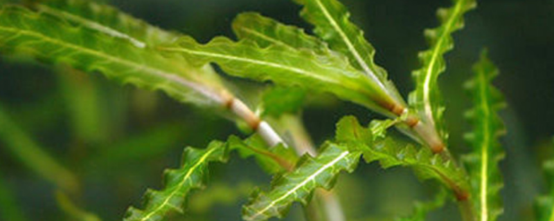 中药麦黄草怎么种植，有哪些要点（中药麦黄草人工种植方法）