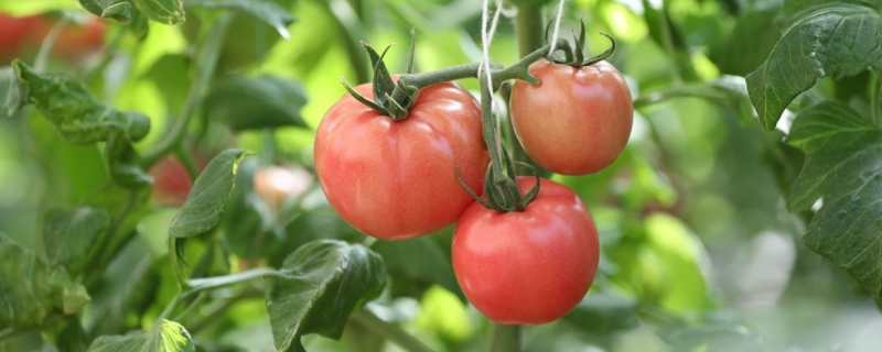 7月适合种什么菜，种植时要注意什么（现在7月可以种什么菜最合适）