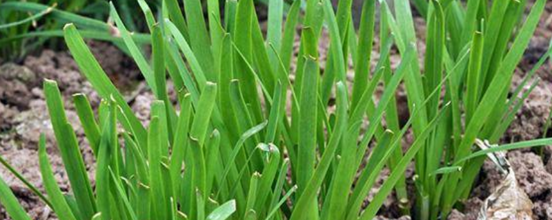 韭菜的过冬方法，韭菜的种植方法（韭菜栽培技术及要点）