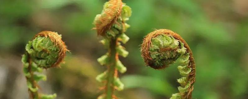 猴腿菜种植技术，详细介绍（野生猴腿种植方法）