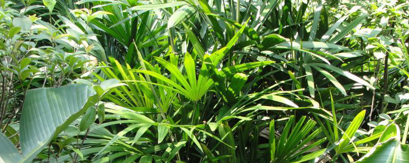 棕竹的养殖方法，详细介绍（棕竹的养殖方法 棕竹的养护知识）
