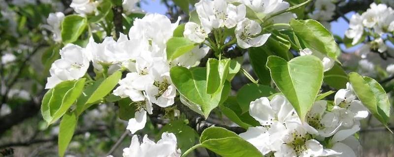 苹果树的花期，花期打什么药（苹果树开花期打什么药）