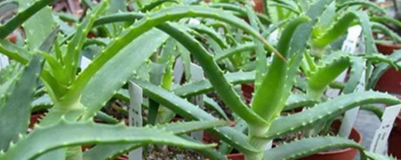 芦荟的种植注意事项，附芦荟的生长习性