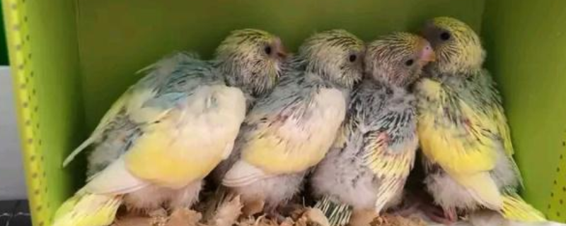 鹦鹉雏鸟的养殖方法，这四点是关键 鹦鹉雏鸟饲养方法