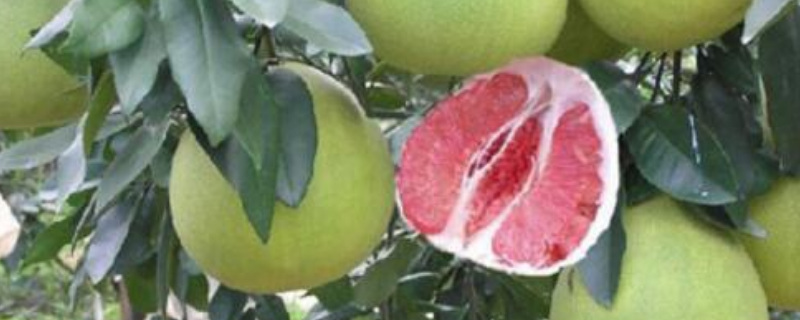 红心蜜柚怎么种植，附红心蜜柚的生长习性