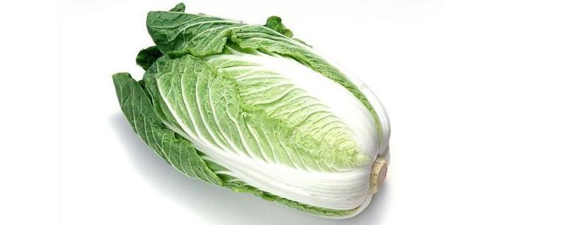 有机大白菜在早秋时期的种植方法（有机大白菜在早秋时期的种植方法是）