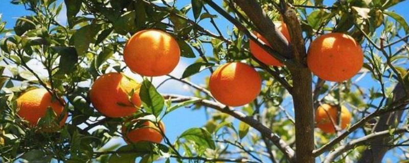 种植柑橘利润效益分析，附种植现状（柑橘种植业）