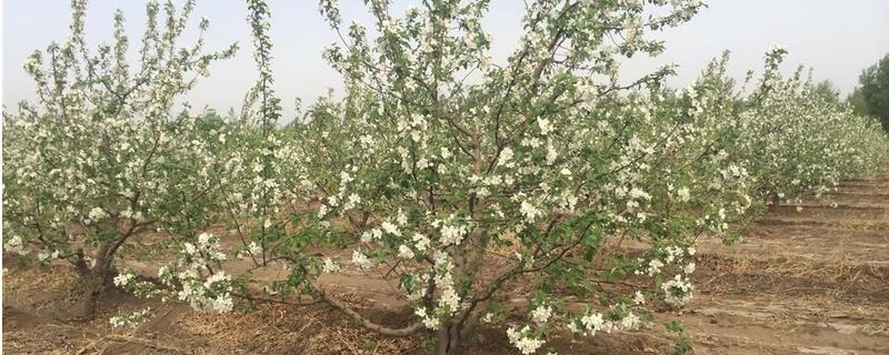 沙果树的种植方法，附沙果树的生长习性