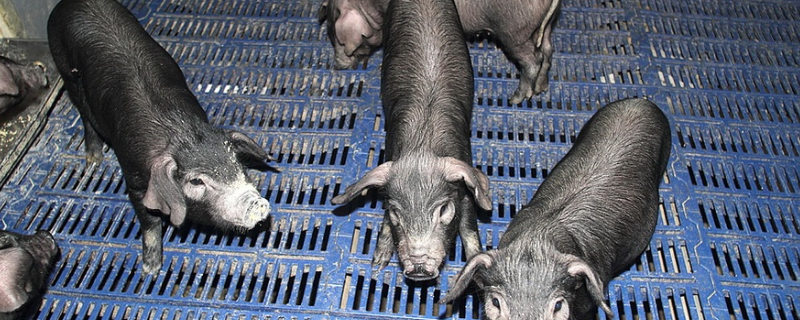 鲁莱黑猪养殖技术，对引进的种猪有要求