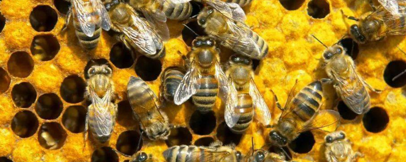 冬天怎么养蜂，主要可采取哪些措施（冬天的蜂怎么养）