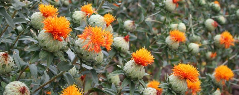 红花种植亩产量及效益，附市场价格（红花种植效益分析）