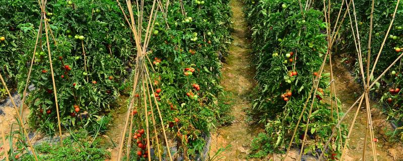 蕃茄的种植管理，有哪些技术要点（番茄的栽培和管理）