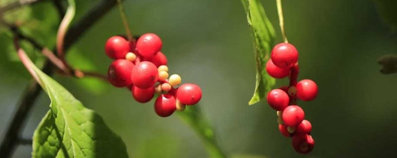 五味子的种植技术，附生长特性（五味子栽培与种植技术）