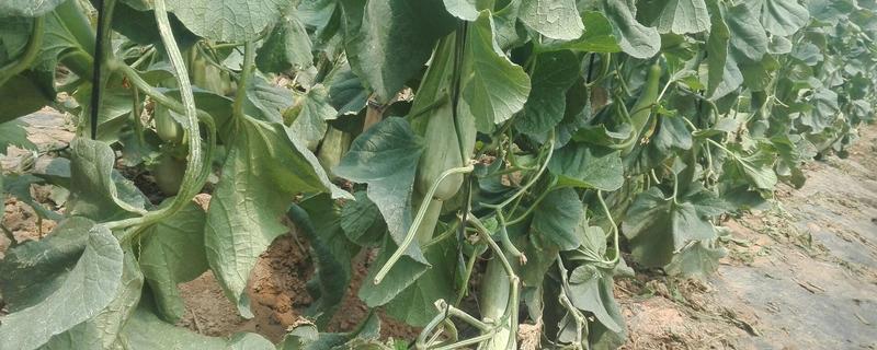 羊角酥瓜怎么种植，有哪些技术要点 牛角酥甜瓜种植方法