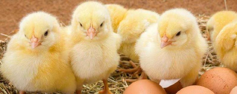 蛋鸡苗育雏技术，环境温度怎么选（蛋鸡育雏温度要求）
