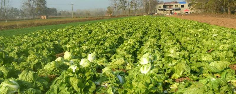 北方大白菜怎么种植，有哪些技术要点